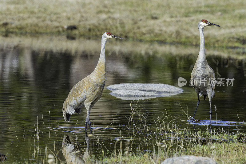 沙丘鹤(Antigone canadensis)是北美洲的一种大型鹤，发现于怀俄明州的黄石国家公园。